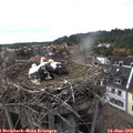 17_55-nest.jpg
