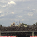 18_00-mast.jpg