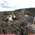 18_00-nest.jpg