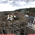 18_05-nest.jpg