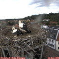 18_10-nest.jpg