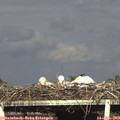 18_15-mast.jpg
