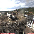 18_15-nest.jpg