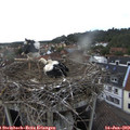 18_20-nest.jpg