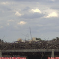 18_25-mast.jpg