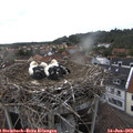 18_25-nest.jpg
