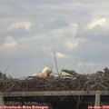 18_30-mast.jpg