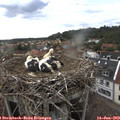 18_30-nest.jpg