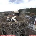 18_35-nest.jpg