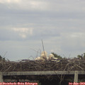 18_40-mast.jpg