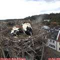 18_40-nest.jpg