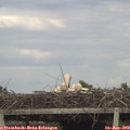 18_45-mast.jpg