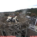 18_45-nest.jpg
