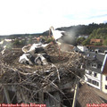 18_50-nest.jpg