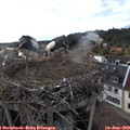 18_55-nest.jpg