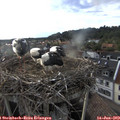 19_00-nest.jpg