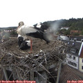 19_05-nest.jpg