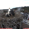 19_10-nest.jpg