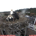 19_15-nest.jpg
