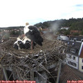19_20-nest.jpg