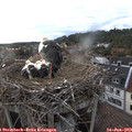 19_25-nest.jpg