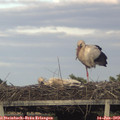 19_30-mast.jpg