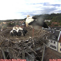 19_30-nest.jpg