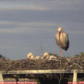 19_35-mast.jpg