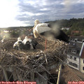19_35-nest.jpg