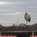 19_40-mast.jpg