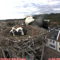 19_40-nest.jpg