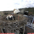 19_45-nest.jpg