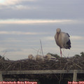 19_50-mast.jpg