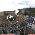 19_50-nest.jpg