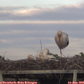 19_55-mast.jpg