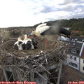 19_55-nest.jpg