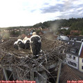 20_00-nest.jpg
