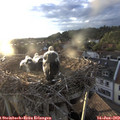 20_05-nest.jpg