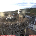 20_10-nest.jpg