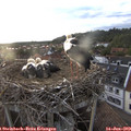 20_15-nest.jpg