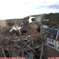 20_20-nest.jpg