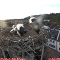 20_25-nest.jpg