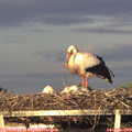 20_30-mast.jpg