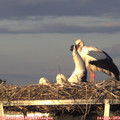 20_35-mast.jpg