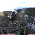20_40-nest.jpg