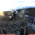 20_45-nest.jpg