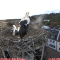 20_50-nest.jpg