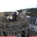 20_55-nest.jpg