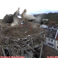 21_05-nest.jpg
