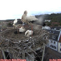 21_10-nest.jpg